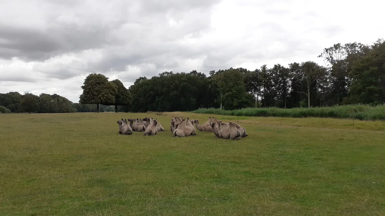 Kamelen in Knuthenborg Safaripark. Je komt de kamelen tegen tijdens de autosafari door het park.